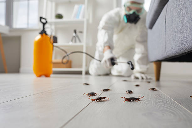 Post-Treatment Bed Bug Interceptor Monitoring in Carnation